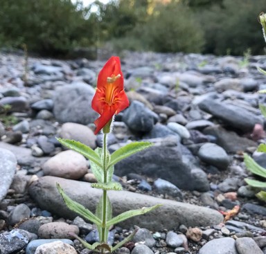 scarlet_monkeyflower_.jpg