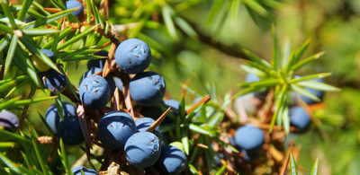 Juniperus _161738600.jpg